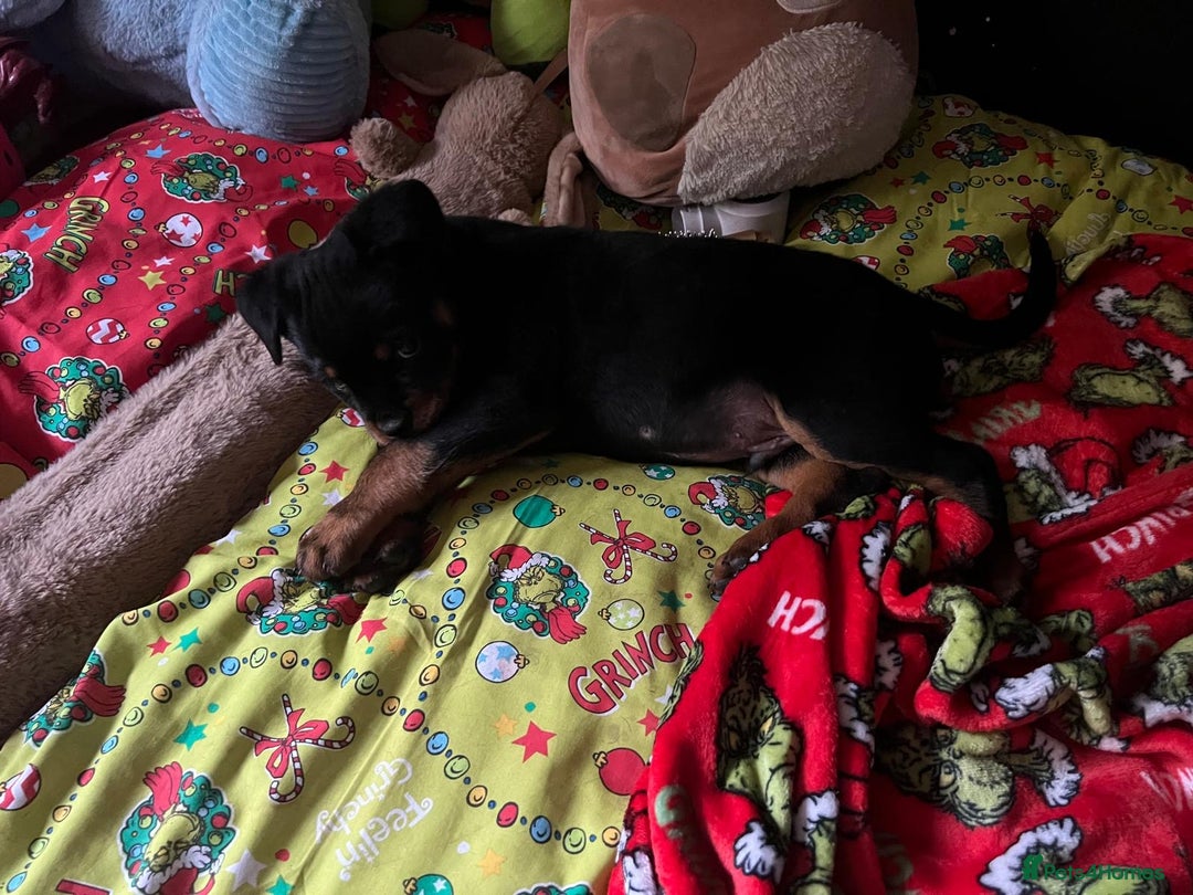 Rottweiler dogs for sale: Gorgeous Male Rotty Pup for Sale! Ready to Leave - Advert 8