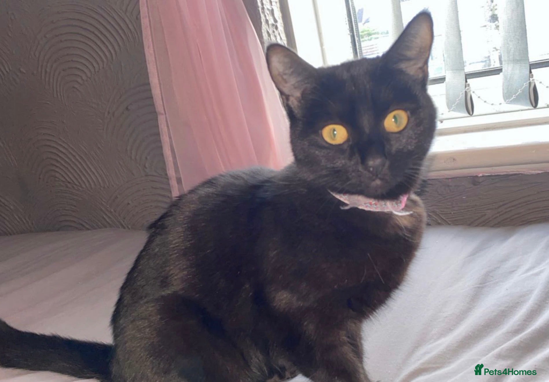 Mixed Breed cats 7 year old female cat  - Advert 1