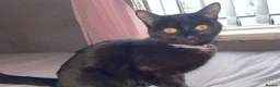 Mixed Breed cats for sale: 7 year old female cat  in Birmingham - Advert 1