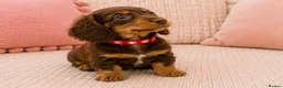 Miniature Dachshund dogs for sale: 5* licensed KC long haired miniature Dachshunds  - Advert 4