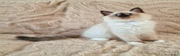 Ragdoll cats for sale: 2 Beautiful Ragdoll Kittens - Advert 5