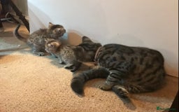 Mixed Breed cats for sale: Beautiful Fluffy Tabby Siblings for sale - Image 14