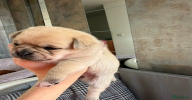 Mixed Breed dogs - Advert 2