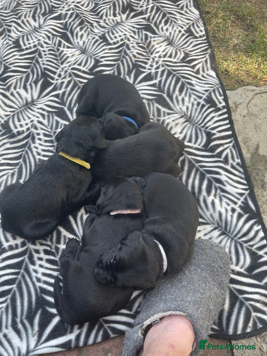 Mixed Breed dogs for sale: river - Image 8