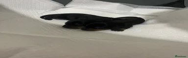 Miniature Dachshund Puppy 3