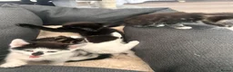Bombay cats for sale: Beautiful Kittens Ready for Loving Homes - Advert 2
