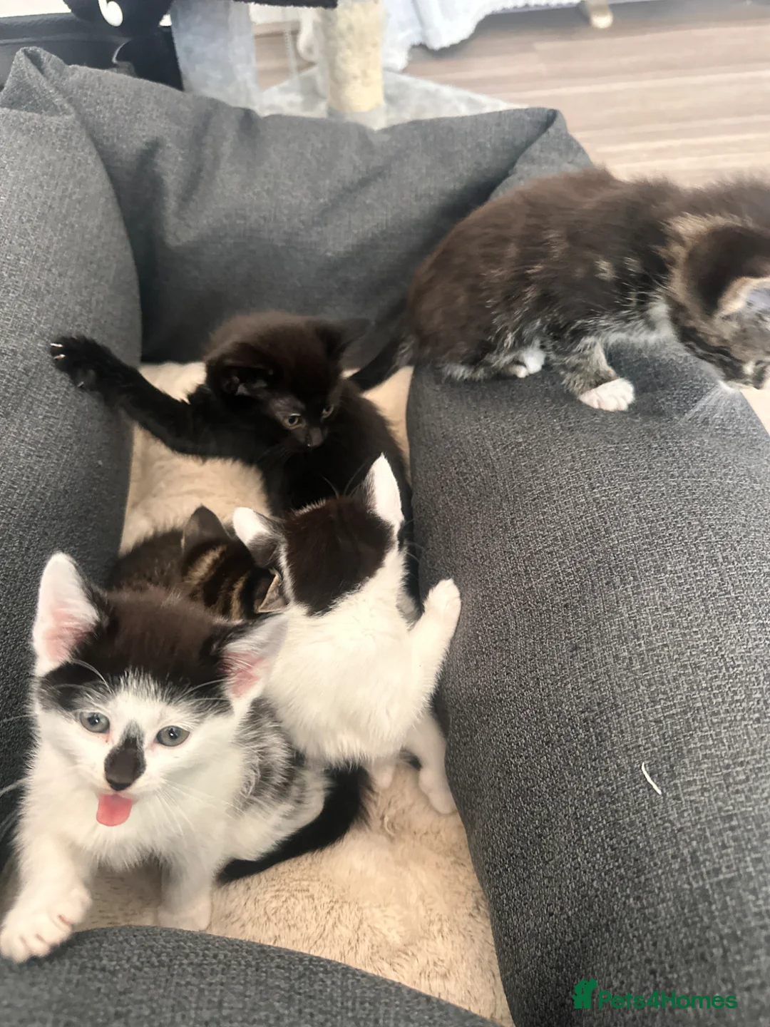 Bombay cats for sale: Beautiful Kittens Ready for Loving Homes - Advert 2