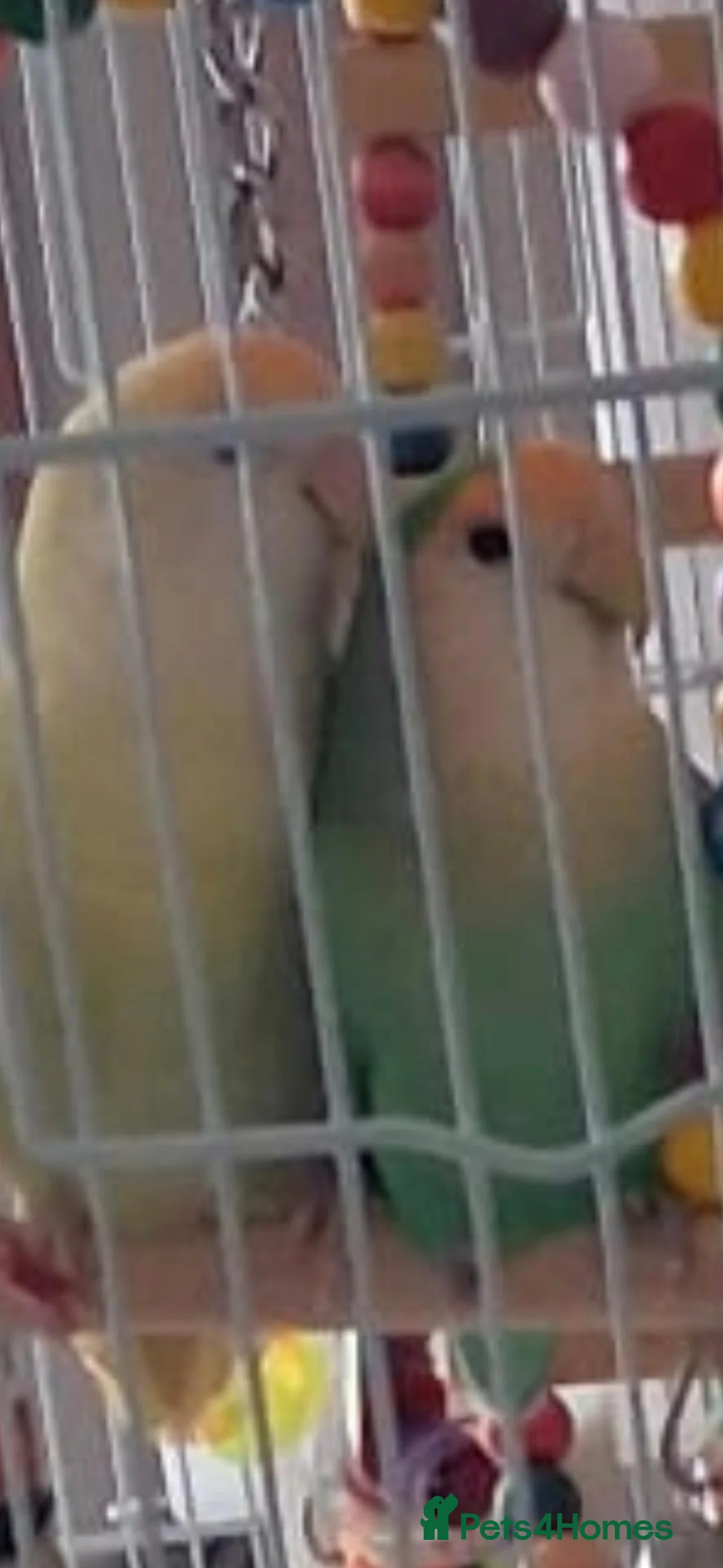 Lovebirds birds for sale: Pair of Lovebirds  - Advert 6