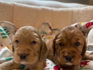 Cocker Spaniel dogs Beautiful Gold English cocker spaniels - Advert 17