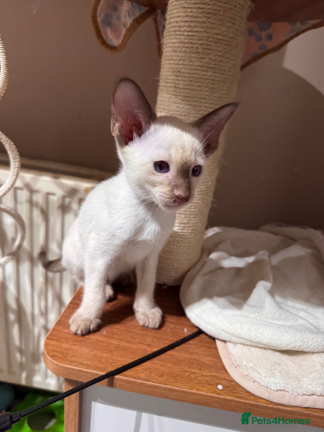 Siamese cats for sale: 4 adorable lilac and chocolate point Siamese  - Advert 4
