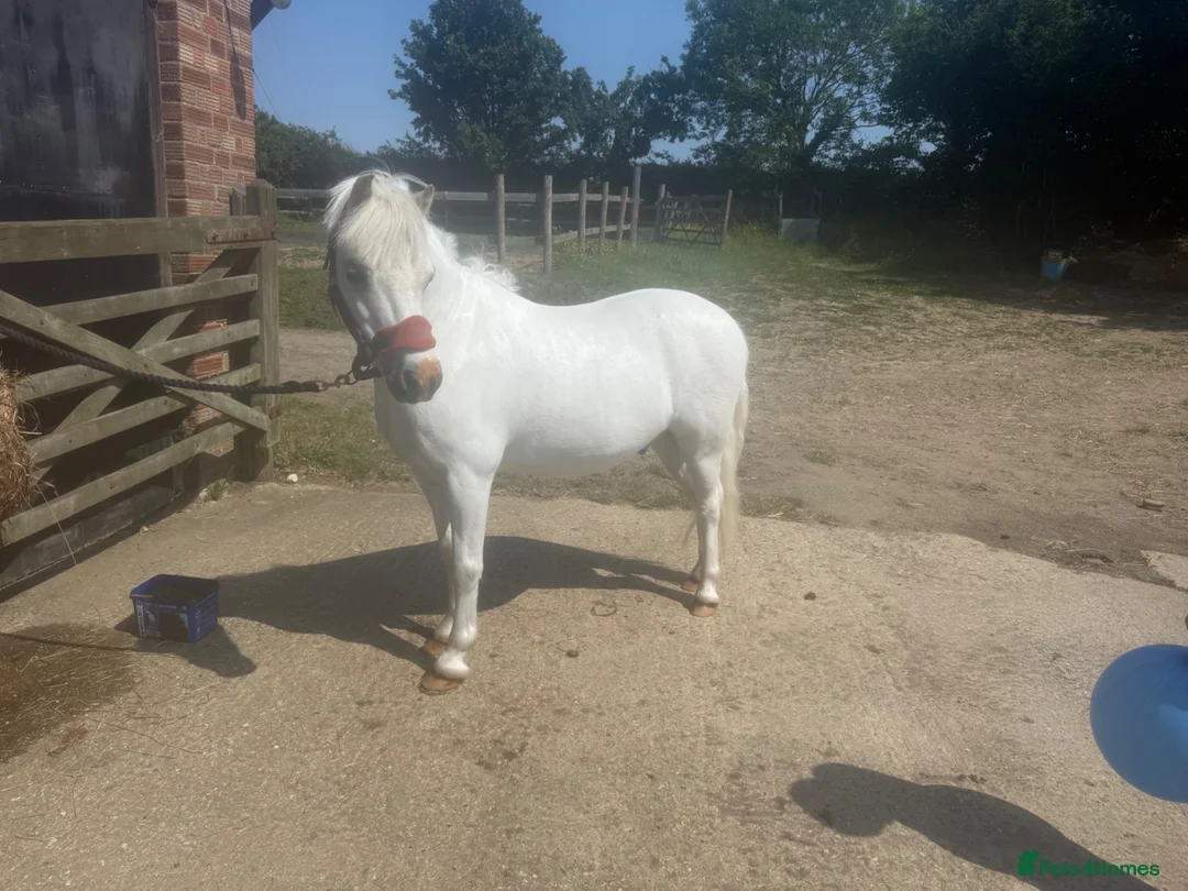 Welsh Section A horses for sale: Pony Club Pony - Advert 2