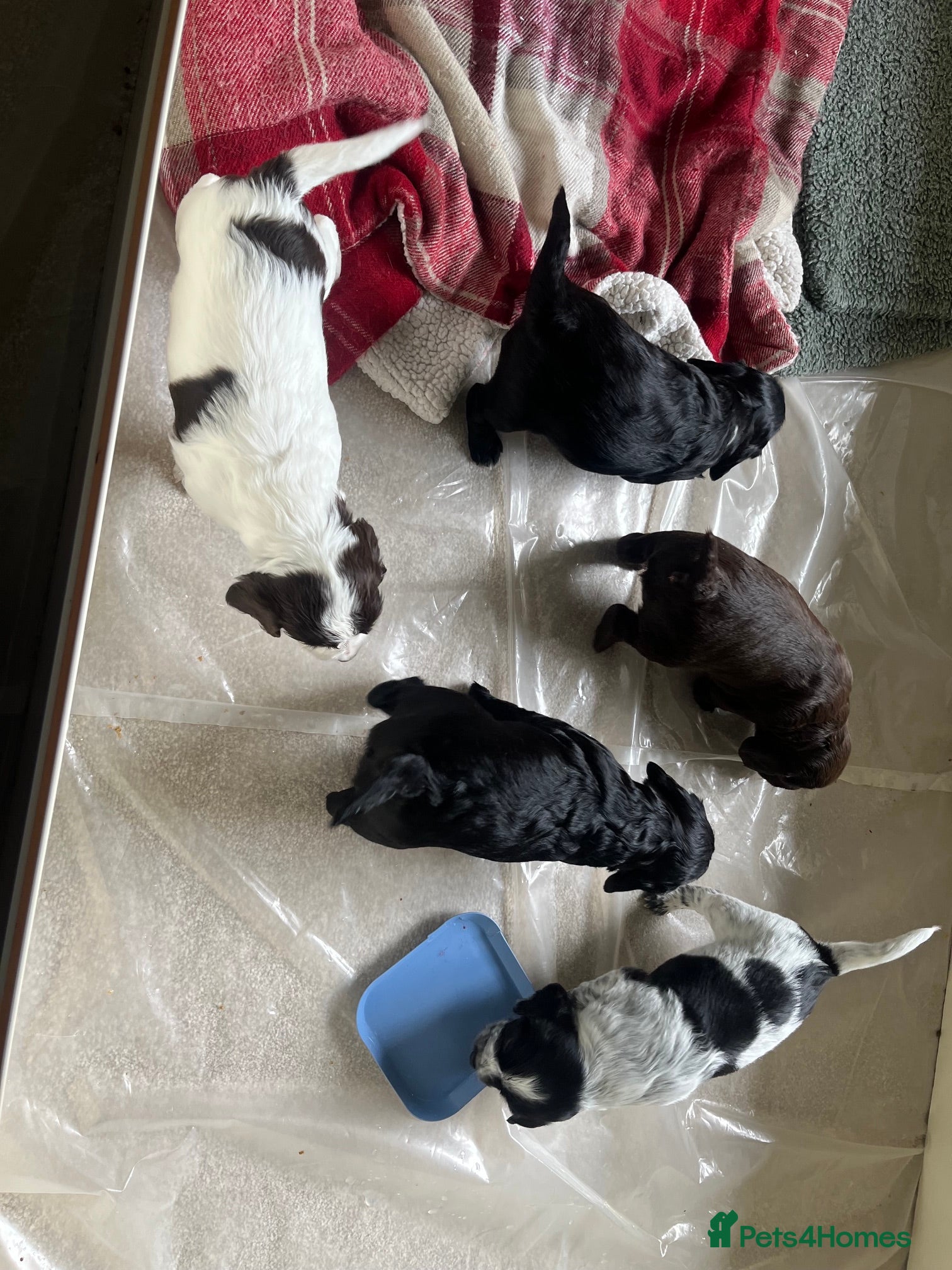 Sprocker dogs Healthy, lively Cocker Spaniel/Sprocker Puppies - Advert 1