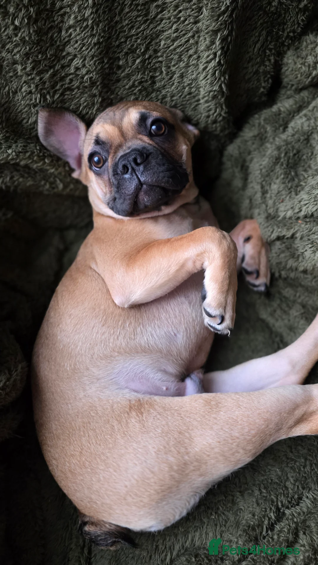 Mixed Breed dogs for sale: Frenchie x Chihuahua - Advert 6