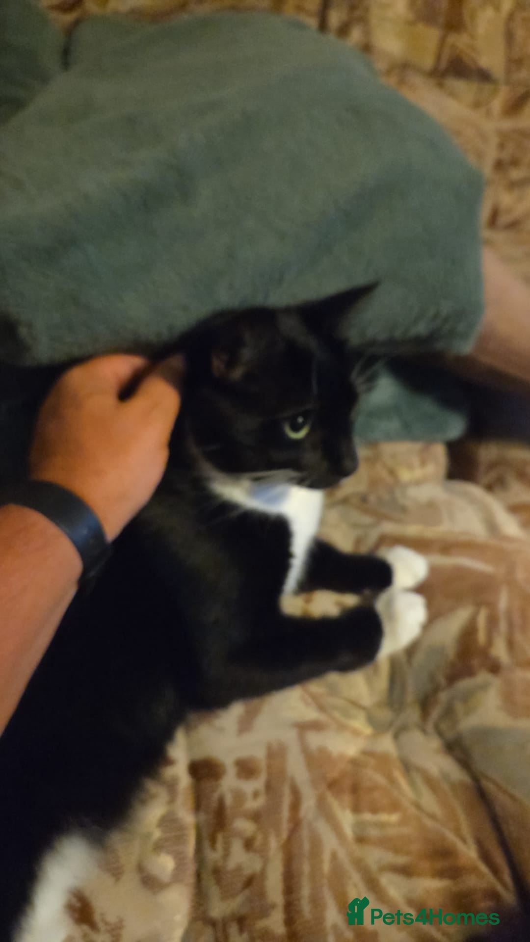 Mixed Breed cats Lovely black and white Tommy cat - Advert 1