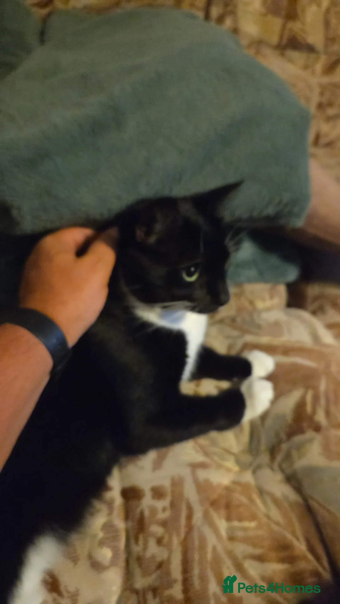 Mixed Breed cats for sale: Lovely black and white Tommy cat - Advert 1