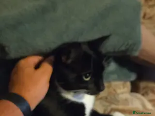 Mixed Breed cats Lovely black and white Tommy cat - Advert 2