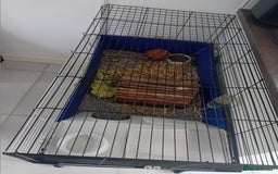 Guinea Pig rodents for sale: Guinea Pig [male] * FREE FOR COLLECTION *  - Image 5