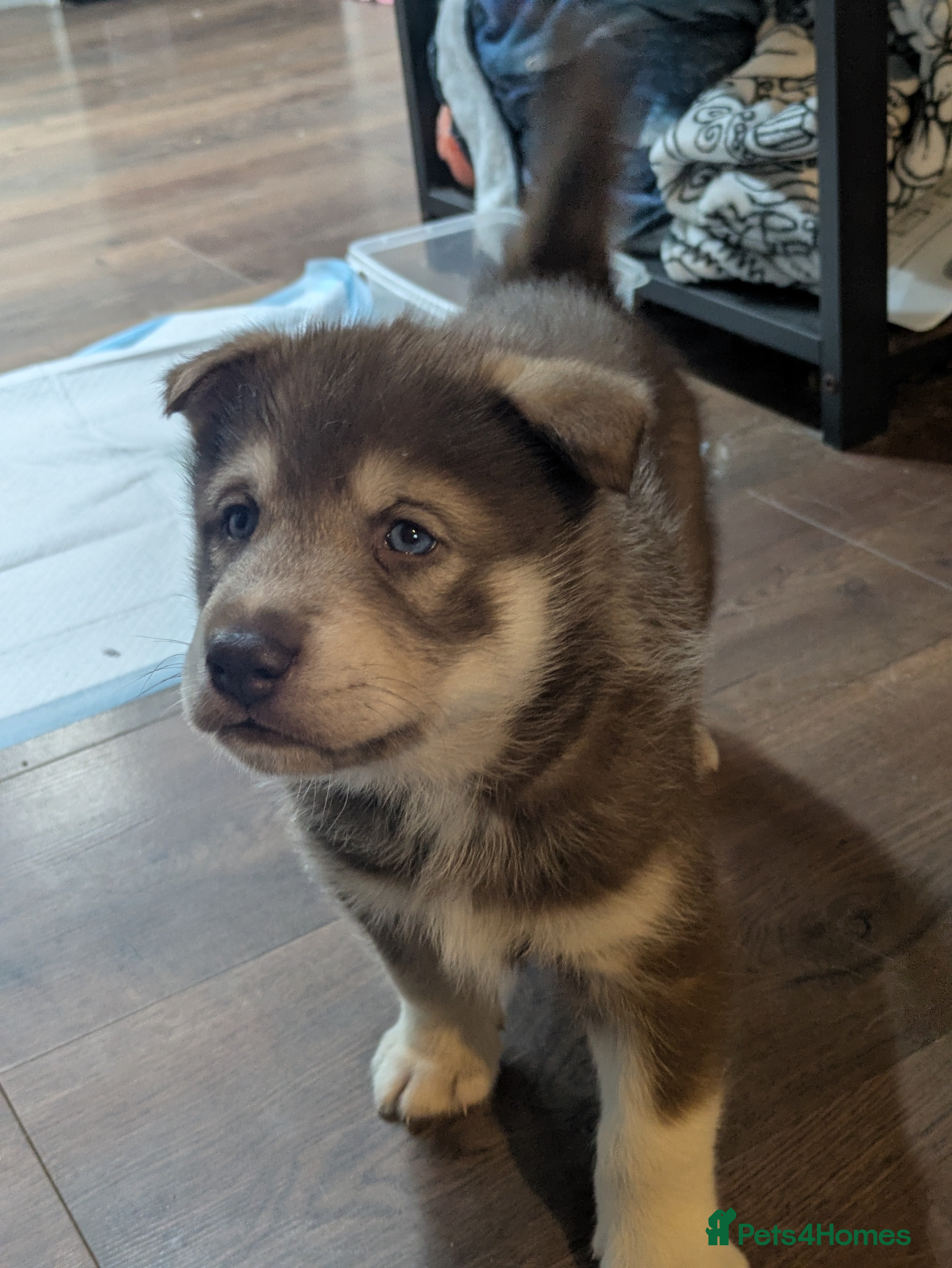 Siberian Husky dogs Stunning Rare colured,Blue-Eyed Husky Pups - Advert 18