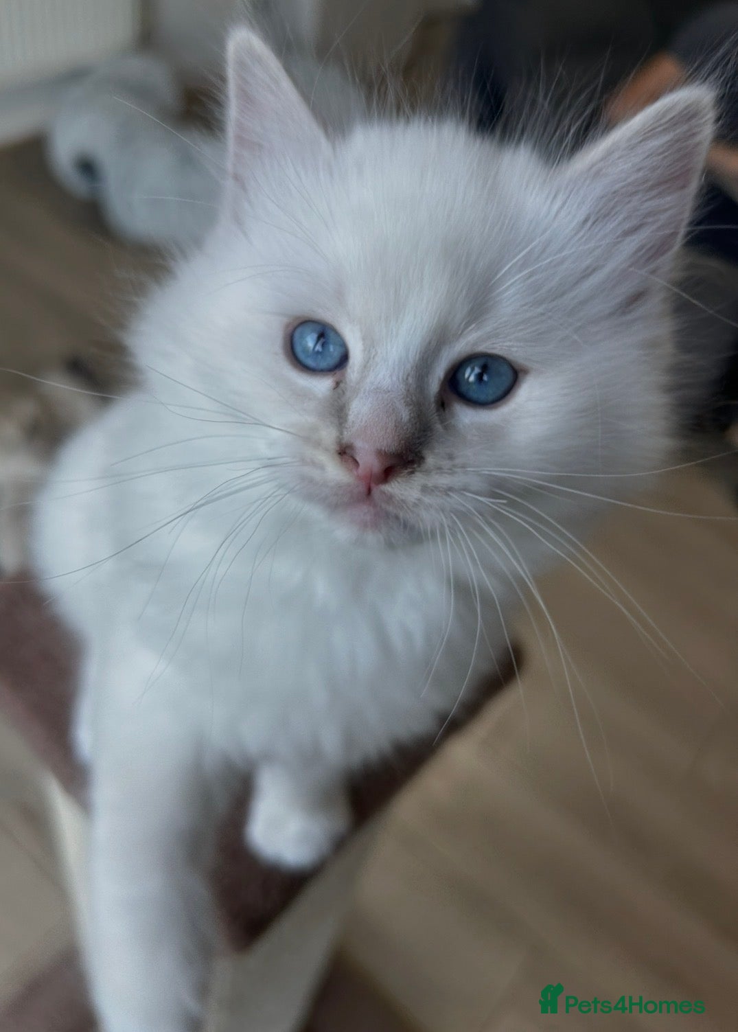 Ragdoll cats Adorable kittens  - Advert 2