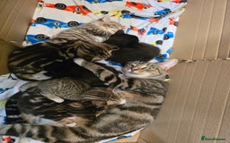 Mixed Breed cats for sale: Sweet little Girls - Image 2