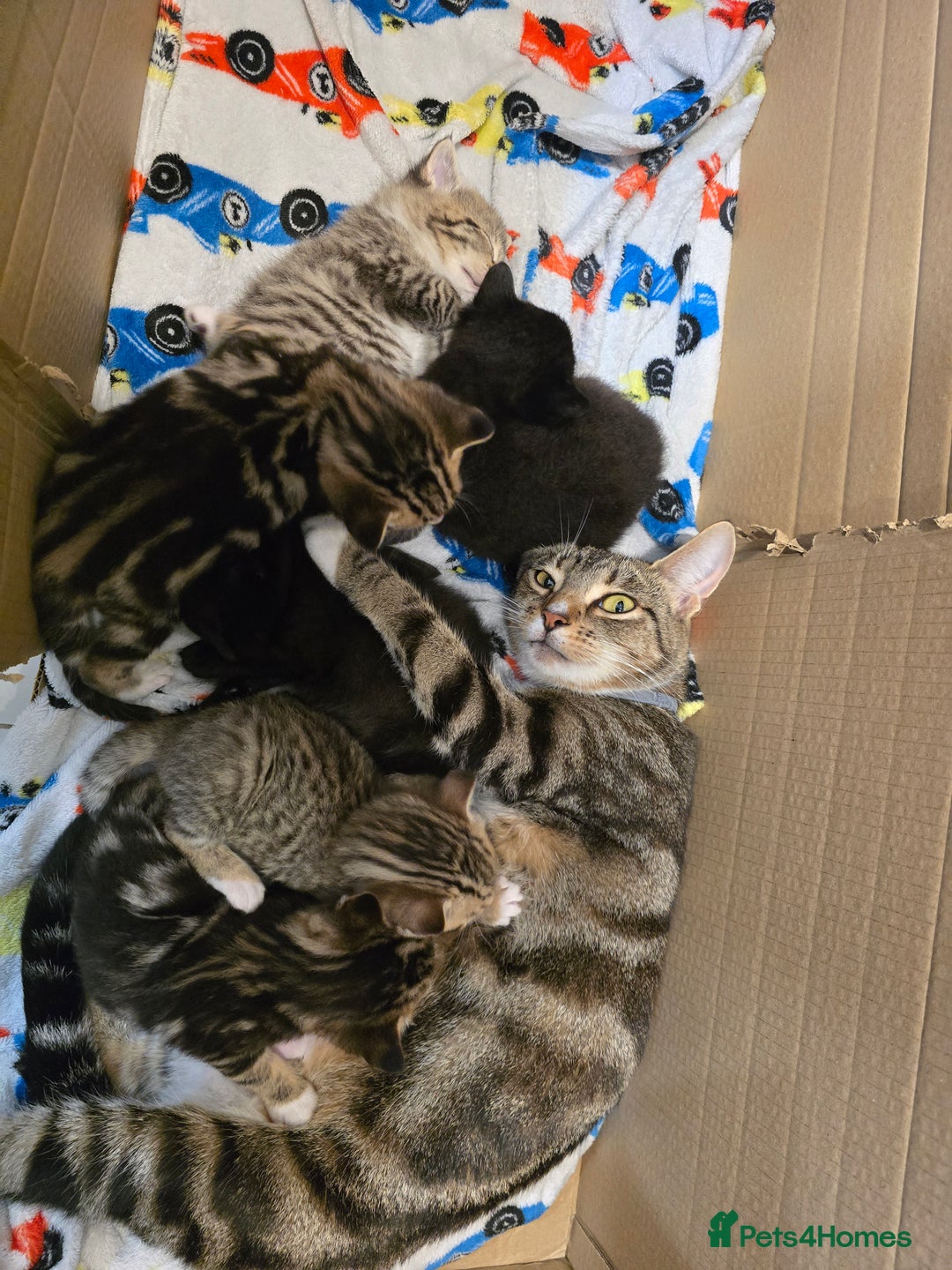 Mixed Breed cats for sale: Sweet little Girls - Image 2