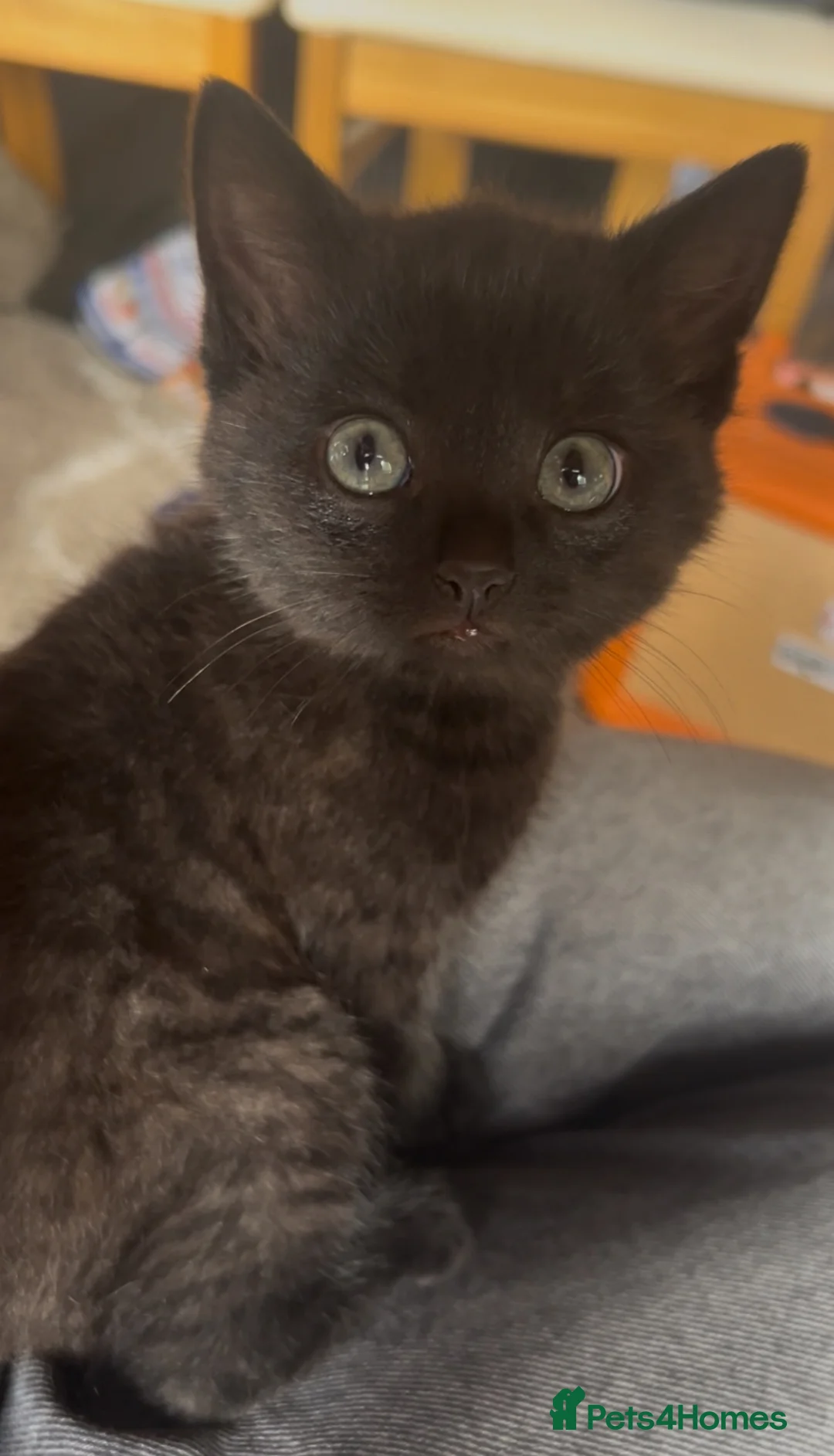 Mixed Breed cats for sale: Kittens for sale  - Advert 1
