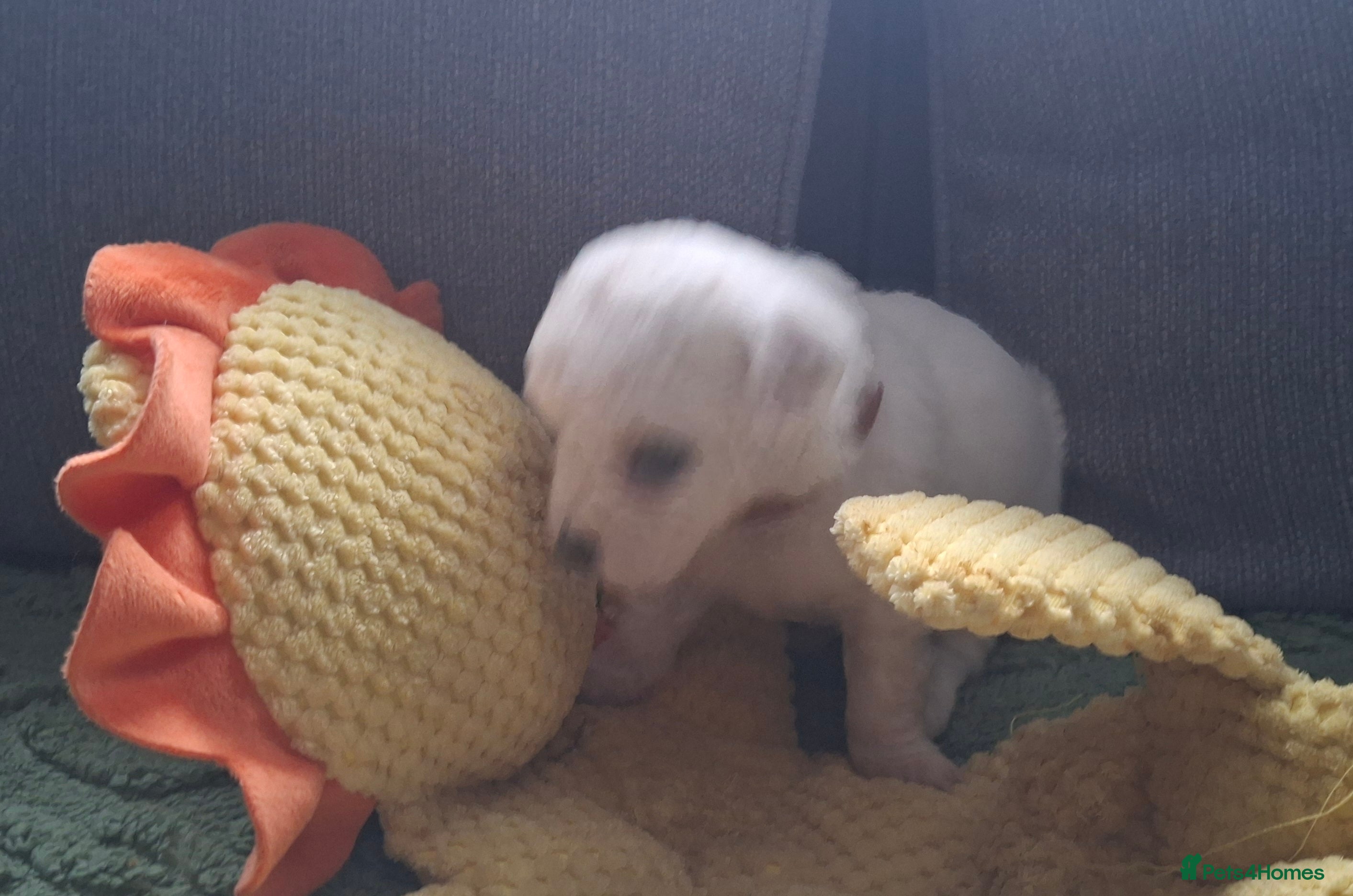 Bichon Frise dogs for sale: Dogs for sale  - Advert 2