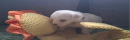 Bichon Frise dogs for sale: Dogs for sale  - Advert 2