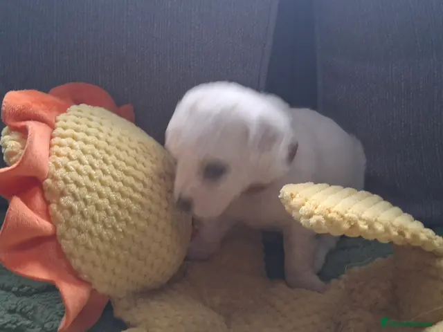 Bichon Frise dogs for sale: Dogs for sale - Advert 2