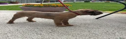 Border Terrier dogs for sale: Border terrier boy - Advert 1