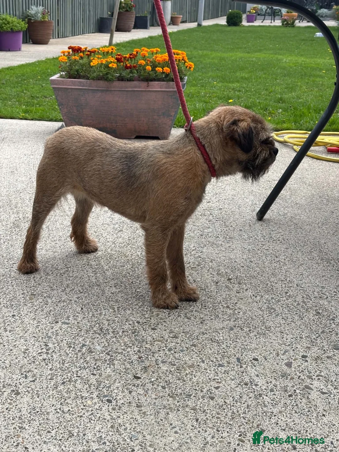 Border Terrier dogs for sale: Border terrier boy - Advert 1