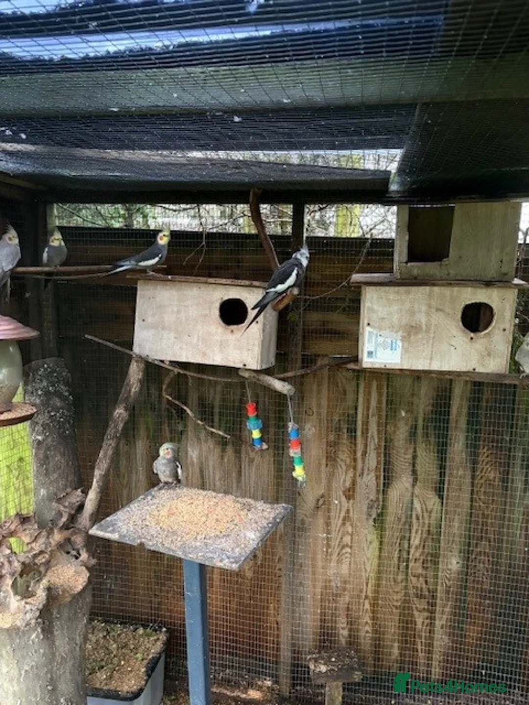 Cockatiels birds for sale: Cockatiels  for sale - Advert 1