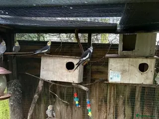 Cockatiels birds Cockatiels for sale - Advert 1