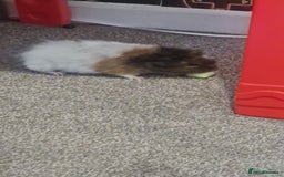 Guinea Pig rodents for sale: 2 Male Guinea Pigs- with a large cage&accessories. - Image 7