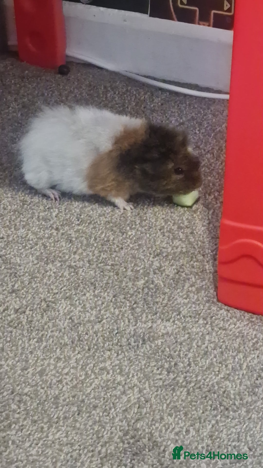 Guinea Pig rodents for sale: 2 Male Guinea Pigs- with a large cage&accessories. - Image 7