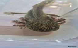 Axolotl reptiles for sale: Axolotls - Image 11