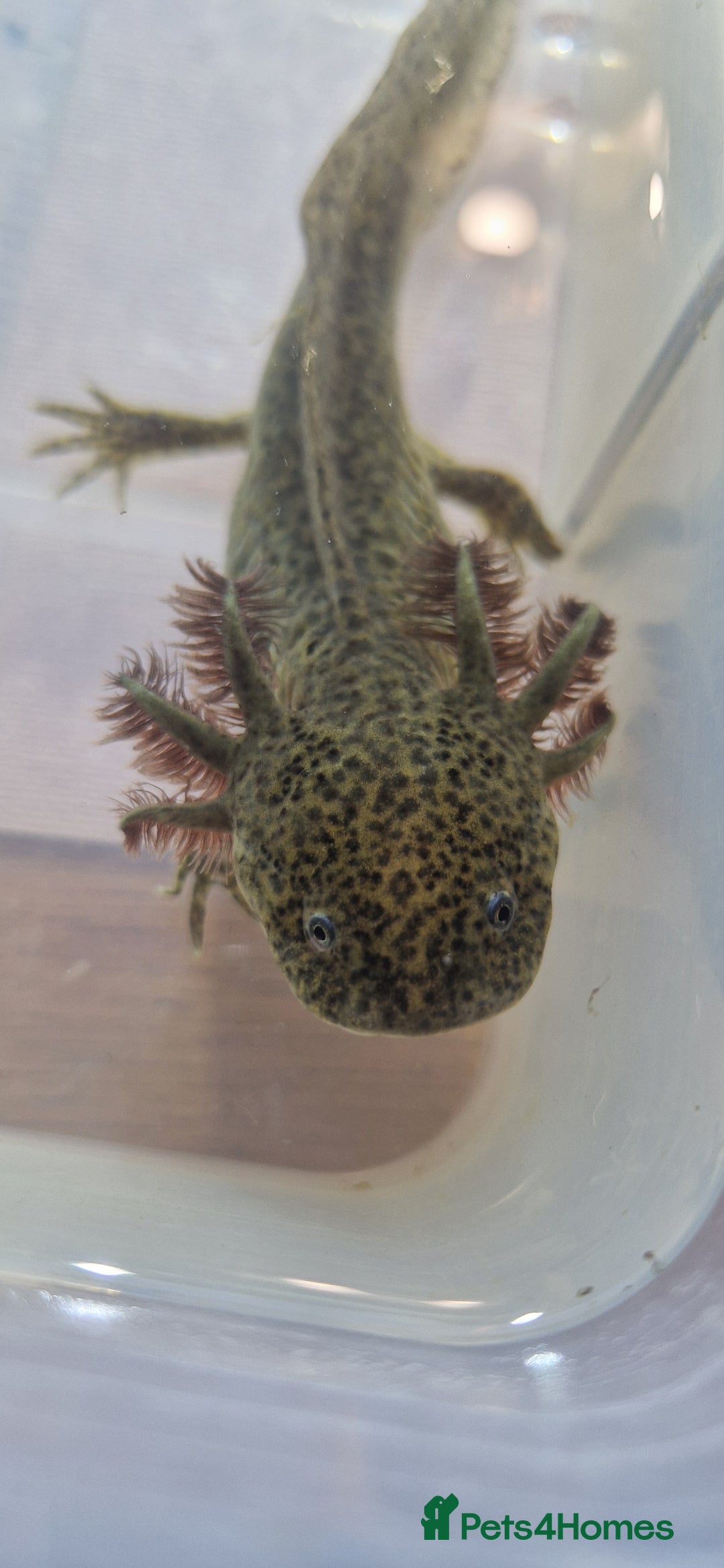 Axolotl reptiles for sale: Axolotls - Image 11