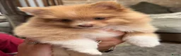 Pomeranian dogs for sale: Cream Pomeranian Boy  - Advert 7