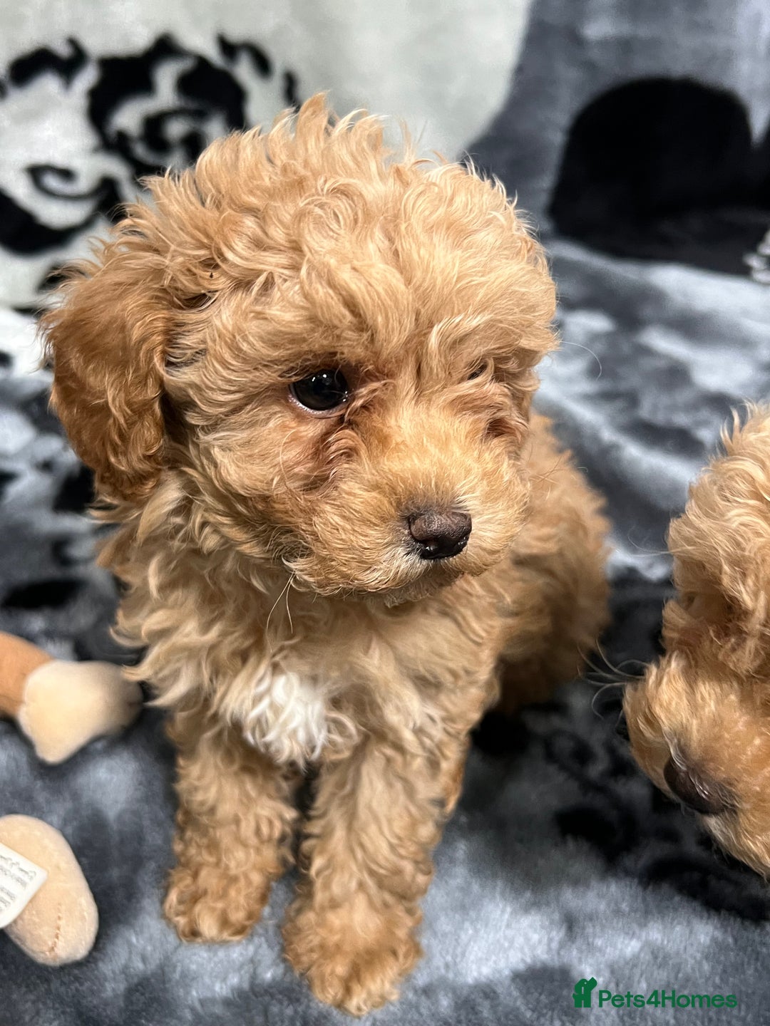 Maltipoo dogs for sale: 🥰Adorable F1 Maltipoo Puppy’s🥰 - Advert 4