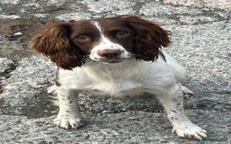 Sprollie dogs for sale: Sprollie pups - Image 9