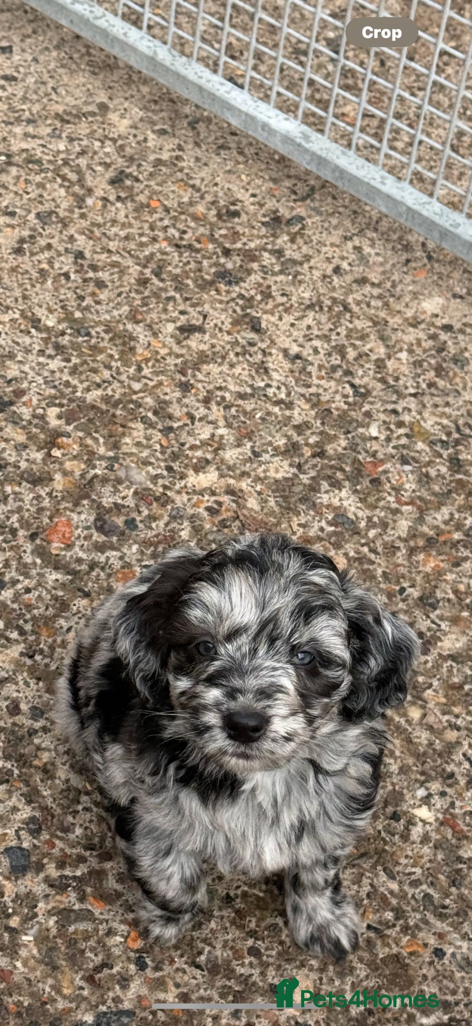 Labradoodle dogs Cracking F1 Miniature Labradoodles.  - Advert 2