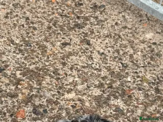 Labradoodle dogs Cracking F1 Miniature Labradoodles. - Advert 2