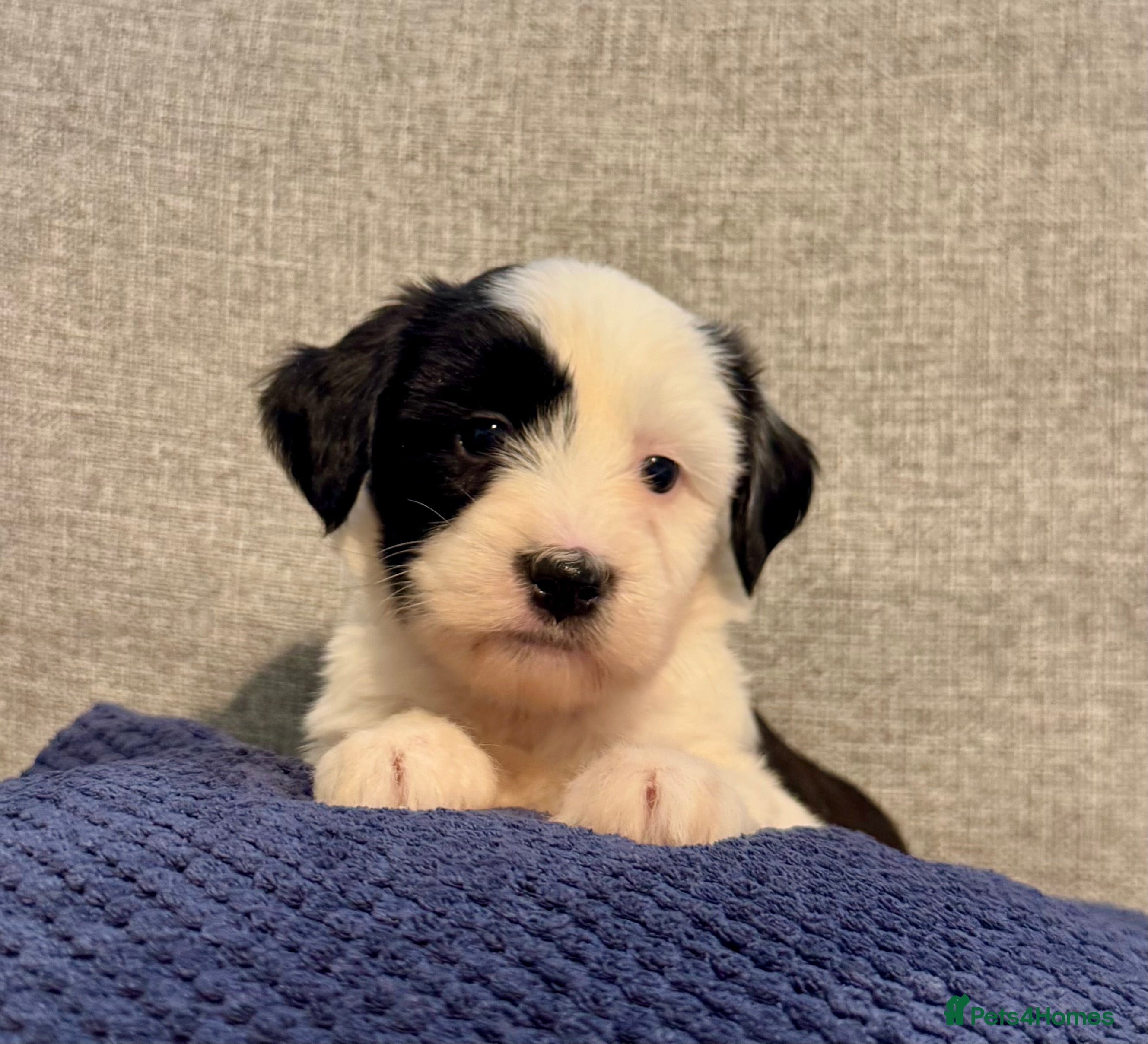 Tibetan Terrier dogs Stunning KC Reg Tibetan terrier Puppies  - Advert 2