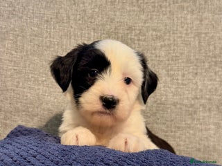 Tibetan Terrier dogs Stunning KC Reg Tibetan terrier Puppies - Advert 3