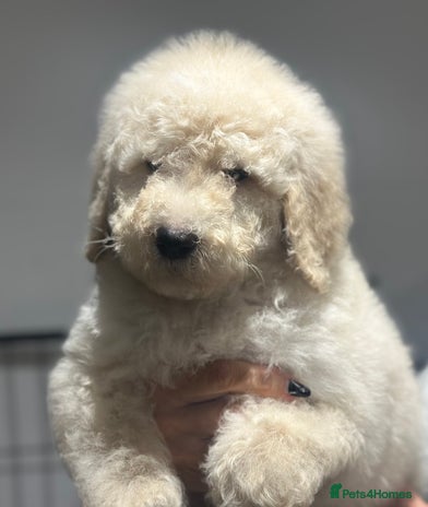 Mixed Breed dogs F1B SAINTBERNADOODLE FULL VET CHECKED ALL HEALTHY - Advert 2