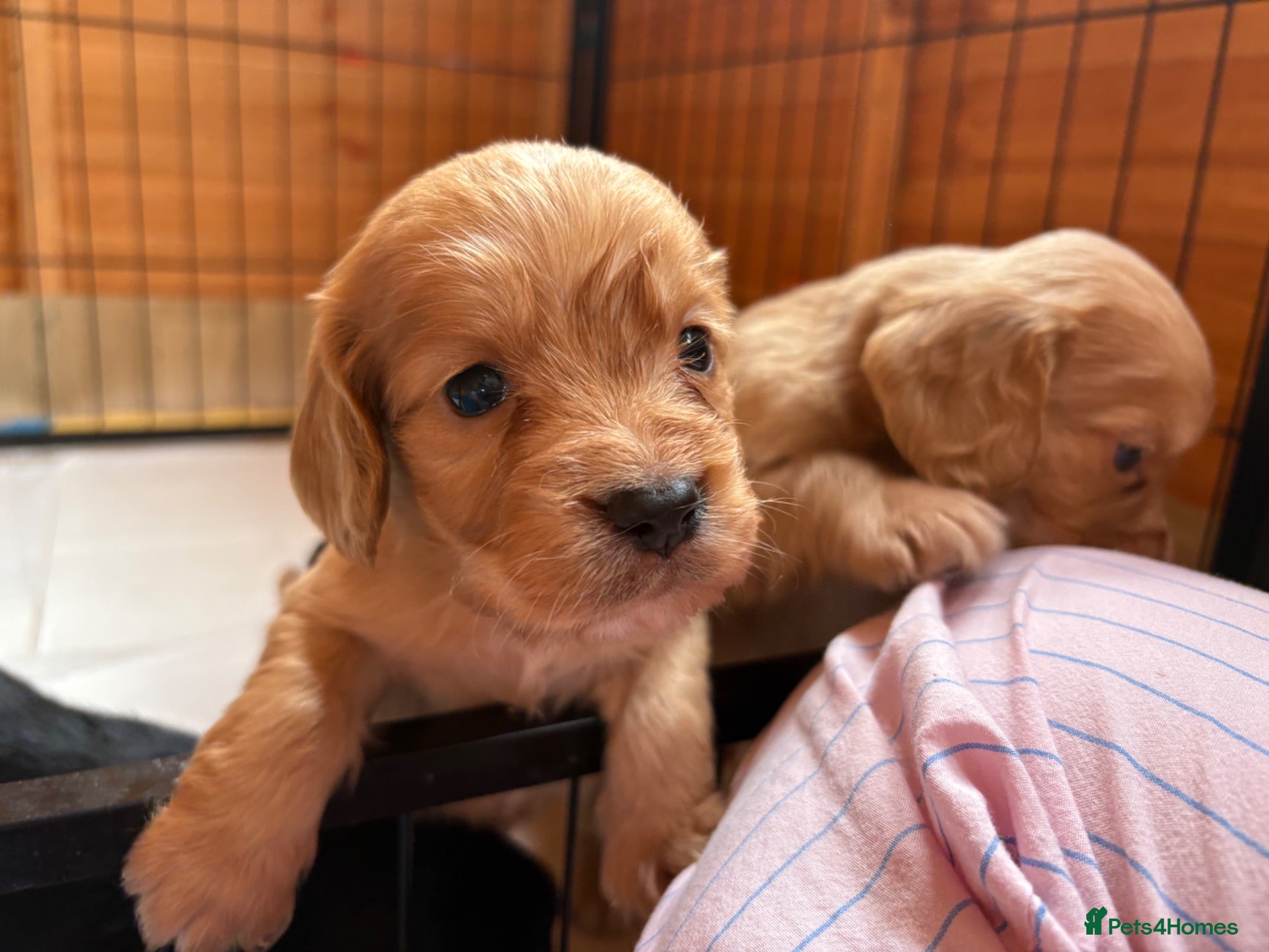 Cocker Spaniel dogs Stunning Working Cocker spaniel puppies!! - Advert 17