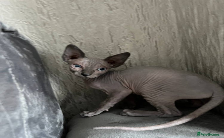 Sphynx cats - Advert 1