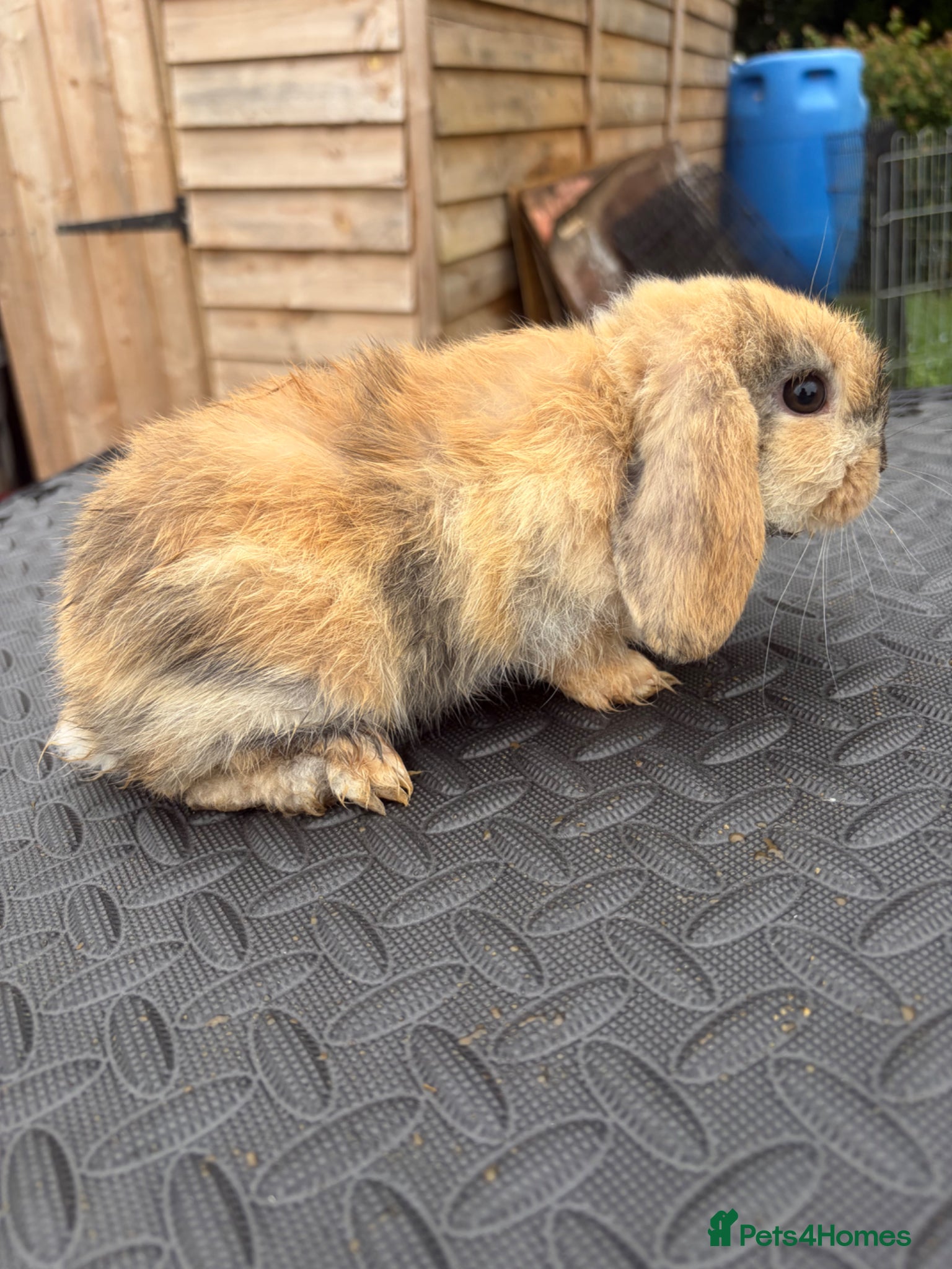 Mini Lop rabbits for sale: Mini Lops for sale  - Advert 5