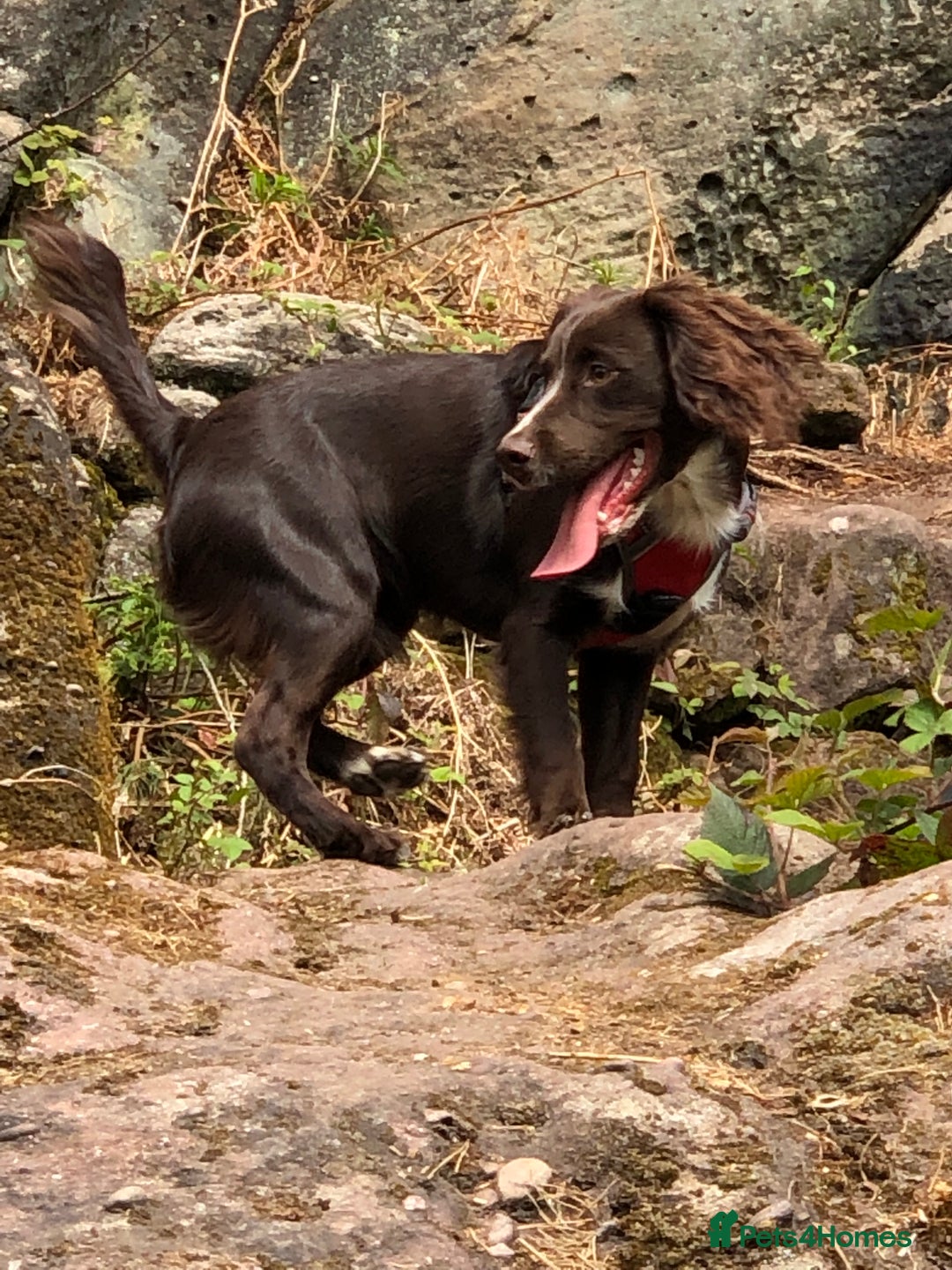 Sprocker dogs for sale: Sprocker Puppies for Sale, Mother Pure Bred Cocker - Advert 21