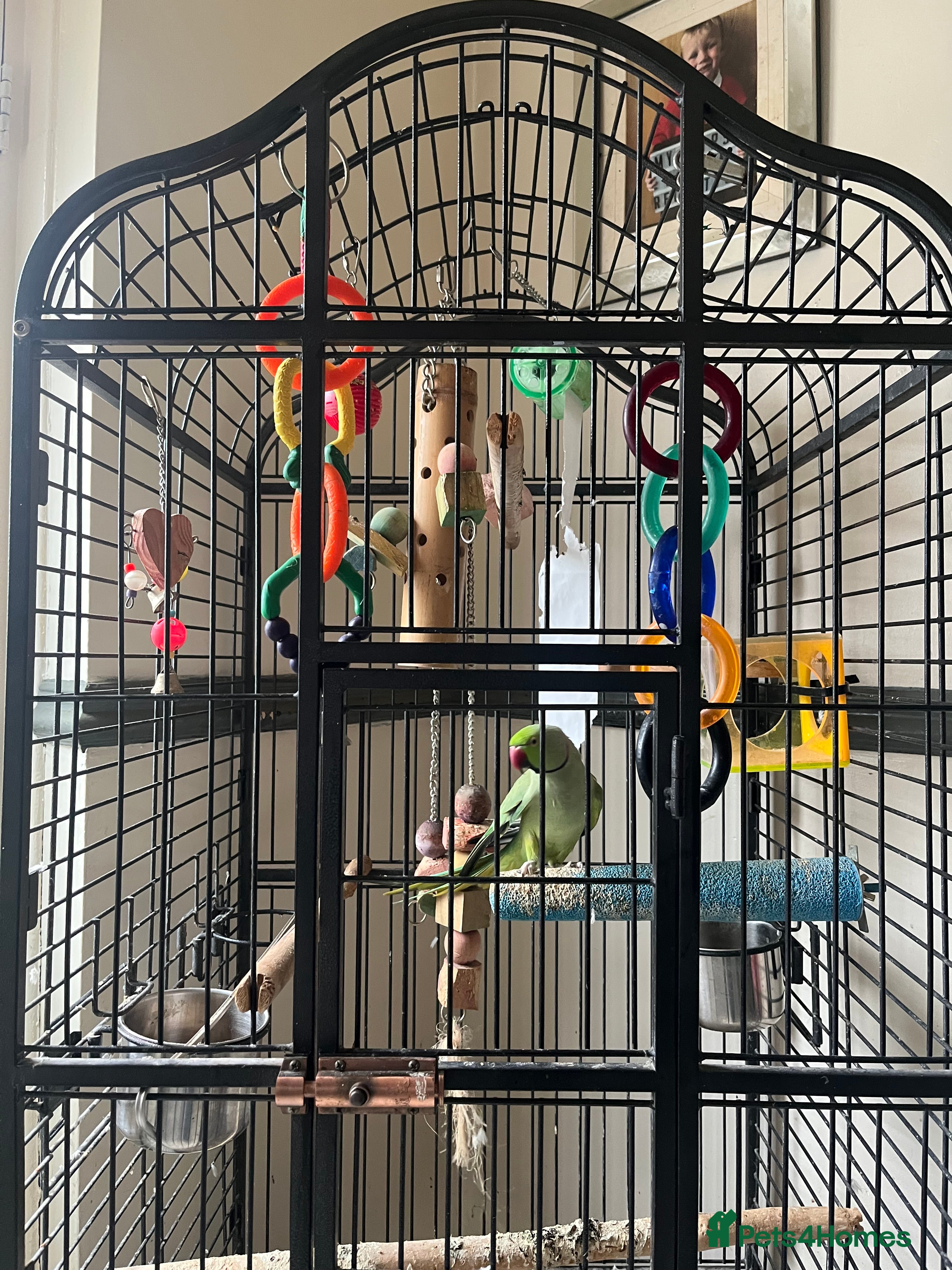 Ringnecks birds male indian ringneck parrot with cage - Advert 12